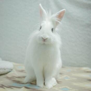 Penny (bonded to Chowder) -  Lionhead Rabbit for Adoption in San Diego, California - Penny (bonded To Chowder) | PetCurious
