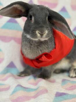 Rescue Bunny Rabbit Rabbits for Adoption in Flatwoods, Kentucky - Evil Knievel | PetCurious