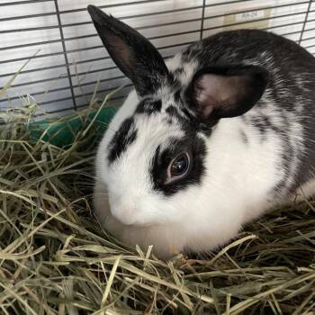 Longhorn Steakhouse -  American Rabbit for Adoption in Warwick, Rhode Island - Longhorn Steakhouse | PetCurious