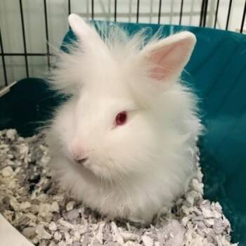 Bunny Rabbit Rabbits Available for Adoption in Richmond, Virginia - White Russian | PetCurious