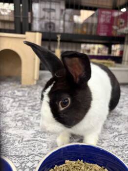 Bindi -  Dutch Rabbit for Adoption in Tampa, Florida - Bindi | PetCurious