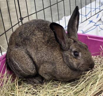 Margo -  Rex Rabbit for Adoption in Silverdale, Washington - Margo | PetCurious