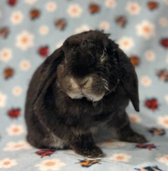 Rescue Holland Lop and Mini Rex Rabbits for Adoption in Annapolis, Maryland - Persimmon | PetCurious