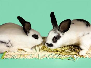 PLUTO -  Bunny Rabbit Rabbit for Adoption in Fort Lauderdale, Florida - PLUTO | PetCurious