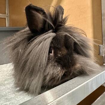 Clover -  Lionhead Rabbit for Adoption in Chesapeake, Virginia - Clover | PetCurious