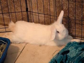 Henry -  Lop Eared Rabbit for Adoption in Melbourne, Florida - Henry | PetCurious