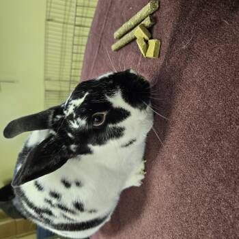Rescue English Spot Rabbits for Adoption in Fremont, Ohio - Shaggy | PetCurious