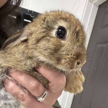 Blaze -  American Rabbit for Adoption in Freeport, Florida - Blaze | PetCurious