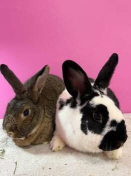 Moana and Jupiter -  New Zealand Rabbit for Adoption in Saint Charles, Missouri - Moana And Jupiter | PetCurious