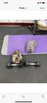 Lionhead Rabbits Available for Adoption - Cici & Titu | PetCurious