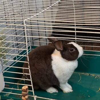 Dutch Rabbits Available for Adoption in Dayton, Ohio - Olive | PetCurious