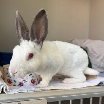Tiny Tina Tuppence -  Bunny Rabbit Rabbit for Adoption in Eatontown, New Jersey - Tiny Tina Tuppence | PetCurious