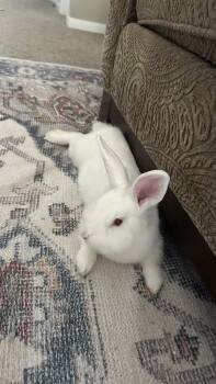 Rescue Lionhead Rabbits for Adoption in Papillion, Nebraska - Yeti | PetCurious