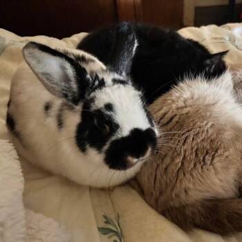 American Rabbits Available for Adoption in Nampa, Idaho - Spinach | PetCurious