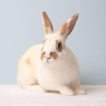 Spottie Dottie -  English Spot Rabbit for Adoption in Richmond, California - Spottie Dottie | PetCurious