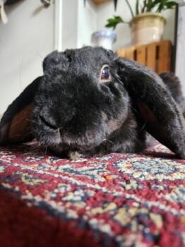 Rescue Bunny Rabbit Rabbits for Adoption in Montreal, Quebec - Jupiter | PetCurious