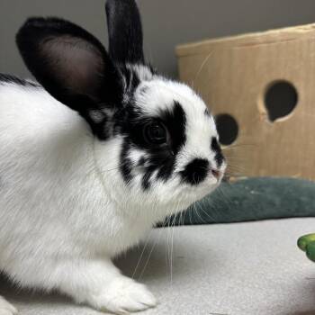 Bunny Rabbit Rabbits Available for Adoption in Pittsburgh, Pennsylvania - Krispy Kreme | PetCurious
