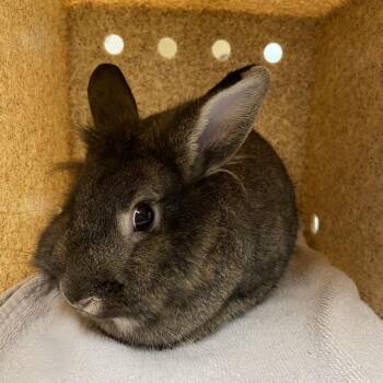 Brownie -  Lionhead Rabbit for Adoption in Pasadena, California - Brownie | PetCurious