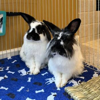 Choppers -  Bunny Rabbit Rabbit for Adoption in West Olive, Michigan - Choppers | PetCurious