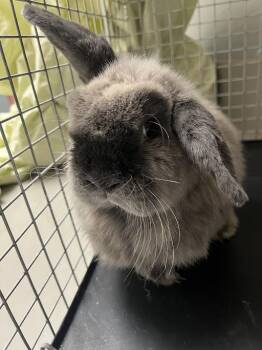 TAMMI -  Bunny Rabbit Rabbit for Adoption in Las Vegas, Nevada - TAMMI | PetCurious