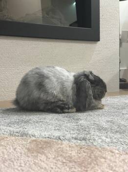 Miko -  Holland Lop Rabbit for Adoption in Santa Cruz, California - Miko | PetCurious