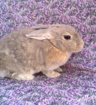 Rescue Palomino Rabbits for Adoption in Goleta, California - Luci | PetCurious