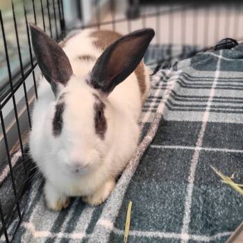 Rescue American Rabbits for Adoption in Chattanooga, Tennessee - Jellybean | PetCurious