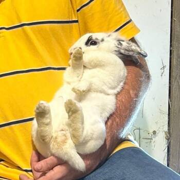 Rescue Lionhead and Rex Rabbits for Adoption in Paradis, Louisiana - Cuddle Puff | PetCurious
