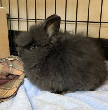 Lionhead Rabbits Available for Adoption in Roseville, California - Doc Ock | PetCurious