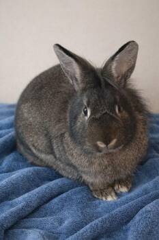 Lionhead and Bunny Rabbit Rabbits Available for Adoption - Enzo | PetCurious