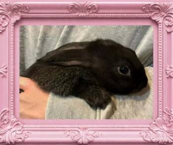 English Spot and Bunny Rabbit Rabbits Available for Adoption - Galadriel (Gala) | PetCurious