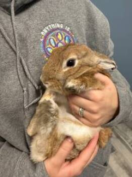 Rescue American Rabbits for Adoption in Stafford, Virginia - Thimblewick | PetCurious
