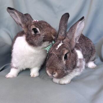 Squish (bonded to Crush) -  Dutch Rabbit for Adoption in Columbia, Maryland - Squish (bonded To Crush) | PetCurious