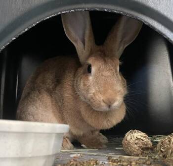 Annita -  American Rabbit for Adoption in Golden, Colorado - Annita | PetCurious