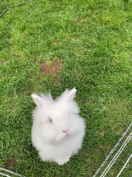 Penny Lane (South Surrey) -  Lionhead and Dwarf Rabbit for Adoption in Vancouver, British Columbia - Penny Lane (South Surrey) | PetCurious