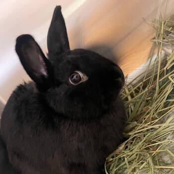Hops -  American Rabbit for Adoption in Clearwater, Florida - Hops | PetCurious