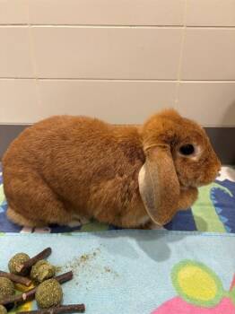 RUBY -  Bunny Rabbit Rabbit for Adoption in Leesburg, Virginia - RUBY | PetCurious