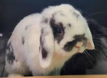 Clover -  Holland Lop Rabbit for Adoption in Largo, Florida - Clover | PetCurious