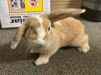 PEANUT -  Bunny Rabbit Rabbit for Adoption in Woodland, California - PEANUT | PetCurious
