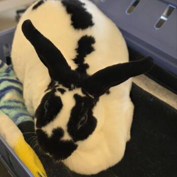 Timber -  Bunny Rabbit Rabbit for Adoption in Fairport, New York - Timber | PetCurious