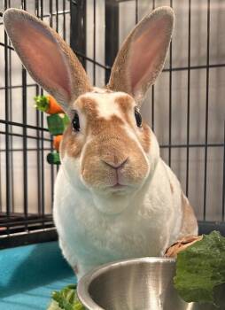 Mini Rex Rabbits Available for Adoption in Philadelphia, Pennsylvania - Theodore | PetCurious