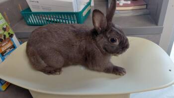 Muffins -  Polish Rabbit for Adoption in Cincinnati, Ohio - Muffins | PetCurious