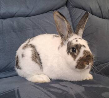 Hazelnut -  English Spot Rabbit for Adoption in Lakeville, Minnesota - Hazelnut | PetCurious