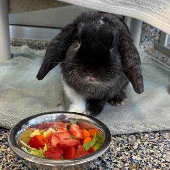 Buck -  Bunny Rabbit Rabbit for Adoption in Fairport, New York - Buck | PetCurious