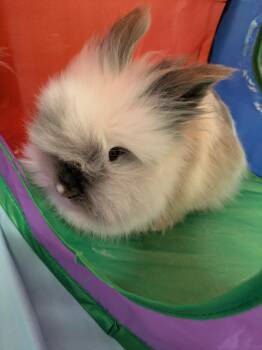 Copito -  American Rabbit for Adoption in Pflugerville, Texas - Copito | PetCurious