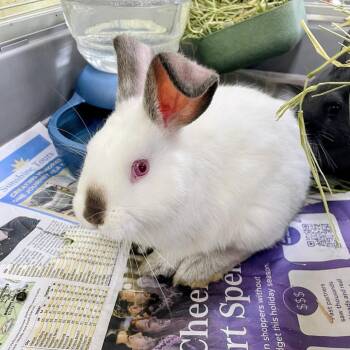 Modine -  Californian and Silver Fox Rabbit for Adoption in Lyndhurst, Virginia - Modine | PetCurious