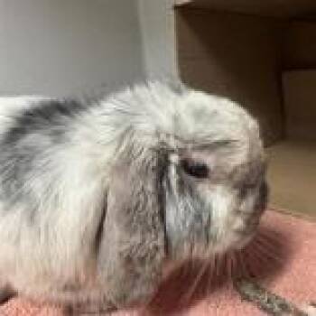 Chuckles -  Bunny Rabbit Rabbit for Adoption in Hilliard, Ohio - Chuckles | PetCurious