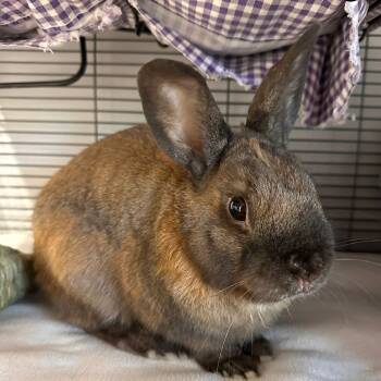 Rescue American Rabbits for Adoption in Puslinch, Ontario - Lil Wayne | PetCurious