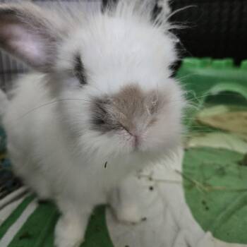 Bunners -  Angora Rabbit Rabbit for Adoption in Philadelphia, Pennsylvania - Bunners | PetCurious