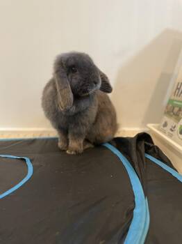 Dani -  Mini Lop Rabbit for Adoption in Ferndale, Washington - Dani | PetCurious
